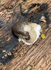 Reticularia splendens