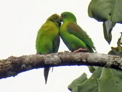 Brotogeris jugularis