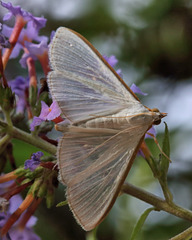 Diaphania costata