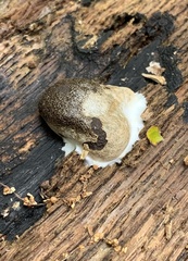 Reticularia splendens