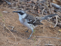 Mimus parvulus
