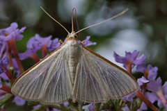 Diaphania costata