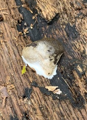 Reticularia splendens