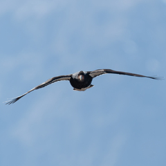 Daptrius megalopterus