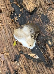 Reticularia splendens