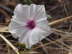Ipomoea batatas