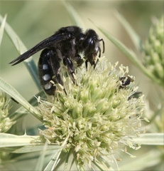 Andrena albopunctata
