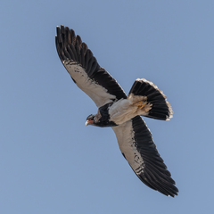 Daptrius megalopterus