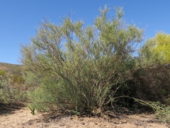 Calobota halenbergensis