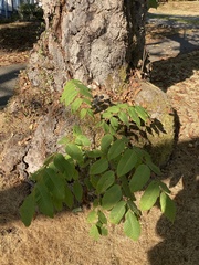 Juglans cinerea