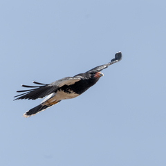 Daptrius megalopterus