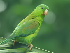 Brotogeris jugularis