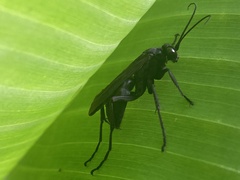 Pompilidae