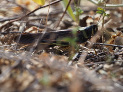 Schistocerca melanocera