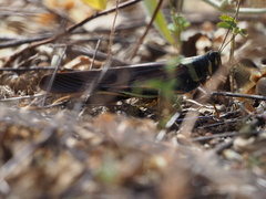 Schistocerca melanocera