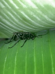 Pompilidae