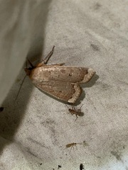 Abagrotis alternata