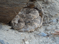 Crotalus pyrrhus