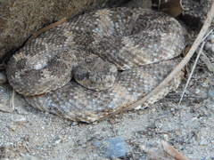 Crotalus pyrrhus