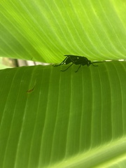 Pompilidae