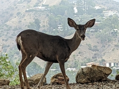 Odocoileus hemionus californicus
