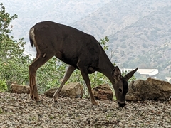 Odocoileus hemionus californicus