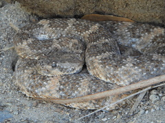 Crotalus pyrrhus