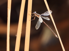 Archilestes californicus