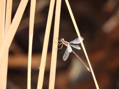 Archilestes californicus
