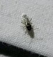 Nysius