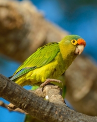 Eupsittula canicularis