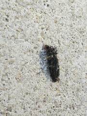 Dahlica triquetrella