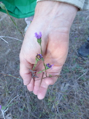 Symphyotrichum pratense