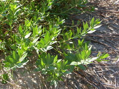 Stillingia sylvatica