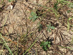 Callirhoe involucrata