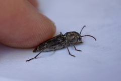 Xylotrechus nauticus