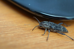 Xylotrechus nauticus