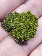 Pseudocrossidium hornschuchianum