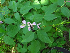 Desmodium cuspidatum