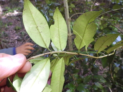 Myrceugenia planipes
