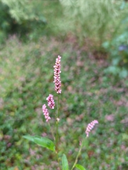 Persicaria longiseta