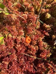 Gloioxanthomyces nitidus