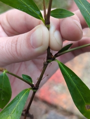 Persicaria longiseta