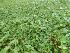 Oplismenus hirtellus