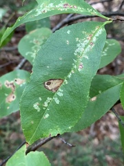 Coptodisca splendoriferella