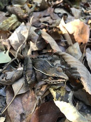 Lithobates sphenocephalus utricularius