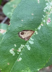 Coptodisca splendoriferella