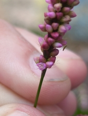 Persicaria longiseta