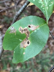 Coptodisca splendoriferella