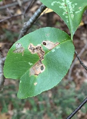 Coptodisca splendoriferella